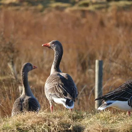Grey Goose Cottage Lochs Exterior foto